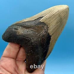 5.25 Megalodon Shark Tooth Collector Meg- No Restoration or Repair