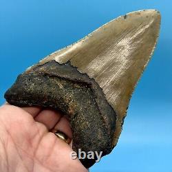 5.25 Megalodon Shark Tooth Collector Meg- No Restoration or Repair
