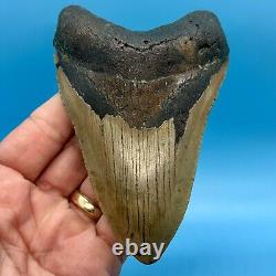 5.25 Megalodon Shark Tooth Collector Meg- No Restoration or Repair