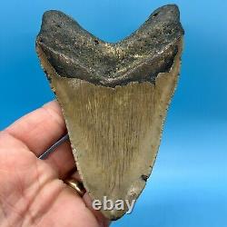 5.25 Megalodon Shark Tooth Collector Meg- No Restoration or Repair