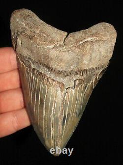 5.26 MEGALODON Fossil Shark Tooth South Carolina