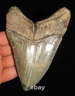 5.26 MEGALODON Fossil Shark Tooth South Carolina