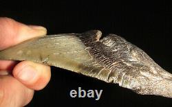 5.26 MEGALODON Fossil Shark Tooth South Carolina