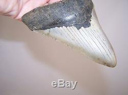 5.26 Megalodon Fossil Shark Tooth Teeth 11.3 oz Free Stand! NO RESTORATION