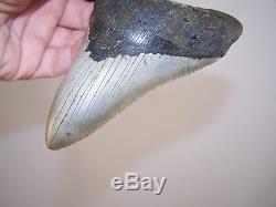 5.26 Megalodon Fossil Shark Tooth Teeth 11.3 oz Free Stand! NO RESTORATION