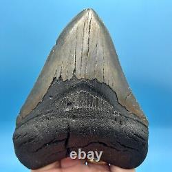5.28 Megalodon Shark Tooth High Grade Meg- No Restoration or Repair