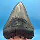 5.28 Megalodon Shark Tooth High Grade Meg- No Restoration Or Repair