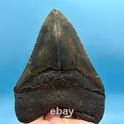 5.28 Megalodon Shark Tooth High Grade Meg- No Restoration or Repair