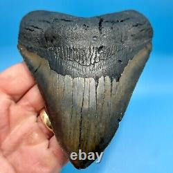 5.28 Megalodon Shark Tooth High Grade Meg- No Restoration or Repair