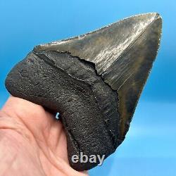 5.28 Megalodon Shark Tooth High Grade Meg- No Restoration or Repair