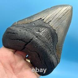 5.28 Megalodon Shark Tooth High Grade Meg- No Restoration or Repair