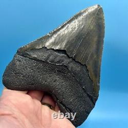5.28 Megalodon Shark Tooth High Grade Meg- No Restoration or Repair