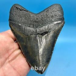5.28 Megalodon Shark Tooth High Grade Meg- No Restoration or Repair