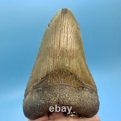 5.29 Huge Megalodon Shark Tooth Thick and Heavy No Restoration or Repair