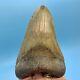 5.29 Huge Megalodon Shark Tooth Thick And Heavy No Restoration Or Repair