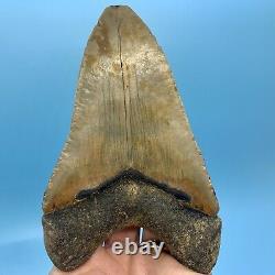 5.29 Huge Megalodon Shark Tooth Thick and Heavy No Restoration or Repair