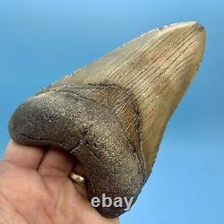 5.29 Huge Megalodon Shark Tooth Thick and Heavy No Restoration or Repair