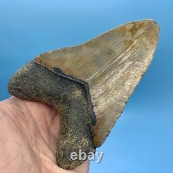 5.29 Huge Megalodon Shark Tooth Thick and Heavy No Restoration or Repair