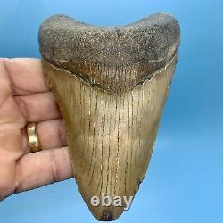 5.29 Huge Megalodon Shark Tooth Thick and Heavy No Restoration or Repair