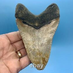5.29 Huge Megalodon Shark Tooth Thick and Heavy No Restoration or Repair