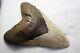 5.30 Large Megalodon Shark Tooth Fossil