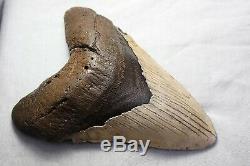 5.30 Large Megalodon Shark Tooth Fossil