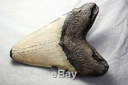 5.30 Large Megalodon Shark Tooth Fossil