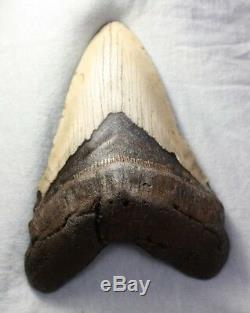 5.30 Large Megalodon Shark Tooth Fossil