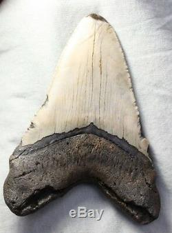 5.30 Large Megalodon Shark Tooth Fossil