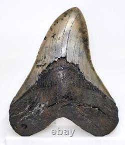 5.30 MEGALODON SHARK TOOTH Real Fossil SC River NO Restorations