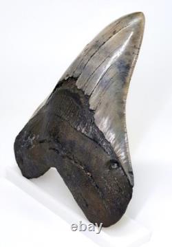 5.30 MEGALODON SHARK TOOTH Real Fossil SC River NO Restorations