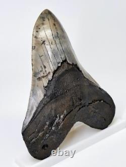 5.30 MEGALODON SHARK TOOTH Real Fossil SC River NO Restorations