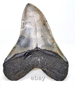 5.30 MEGALODON SHARK TOOTH Real Fossil SC River NO Restorations