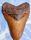 5.30 Megalodon Tooth Serrated Extinct Fossil Shark Teeth No Restoration A039