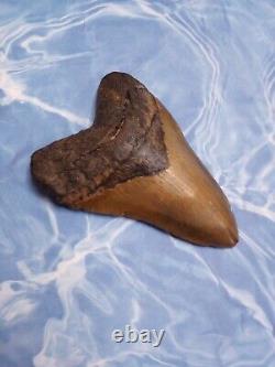 5.30 Megalodon Tooth Serrated Extinct Fossil Shark teeth No Restoration A039