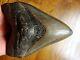 5.30 Inch Great Colors Georgia Megalodon Shark Tooth Teeth Jaw Fossil Hd27