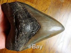 5.30 inch GREAT COLORS Georgia Megalodon shark tooth teeth jaw fossil HD27