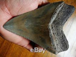 5.30 inch GREAT COLORS Georgia Megalodon shark tooth teeth jaw fossil HD27