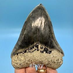 5.31 Indonesian Megalodon Shark Tooth Blue Tooth No Restoration or Repair