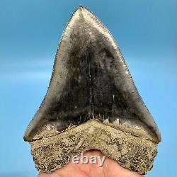 5.31 Indonesian Megalodon Shark Tooth Blue Tooth No Restoration or Repair