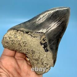 5.31 Indonesian Megalodon Shark Tooth Blue Tooth No Restoration or Repair