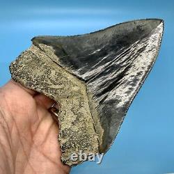 5.31 Indonesian Megalodon Shark Tooth Blue Tooth No Restoration or Repair