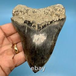 5.31 Indonesian Megalodon Shark Tooth Blue Tooth No Restoration or Repair