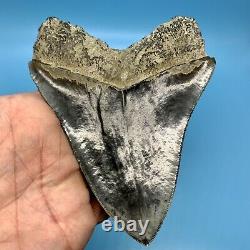 5.31 Indonesian Megalodon Shark Tooth Blue Tooth No Restoration or Repair