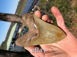 5.32 Georgia Green Megalodon Glass Shark Tooth Serration Bourlette NO REPAIR