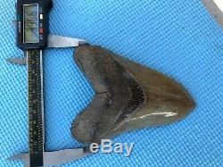 5.32 Georgia Green Megalodon Glass Shark Tooth Serration Bourlette NO REPAIR