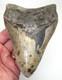 5.32 Megalodon Shark Tooth Real Fossil Xl Big Sharks Teeth Serrated