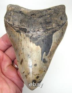 5.32 MEGALODON SHARK TOOTH Real Fossil XL BIG Sharks Teeth SERRATED