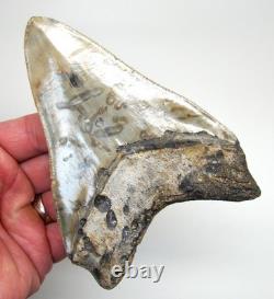 5.32 MEGALODON SHARK TOOTH Real Fossil XL BIG Sharks Teeth SERRATED