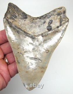 5.32 MEGALODON SHARK TOOTH Real Fossil XL BIG Sharks Teeth SERRATED